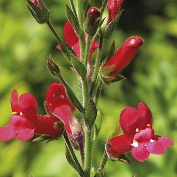 Galvezia speciosa 'Firecracker' 