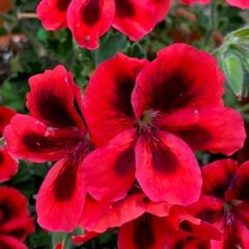 Pelargonium 'Jack of Hearts' 