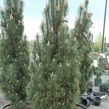 Picea abies 'Clanbrassiliana Stricta' 