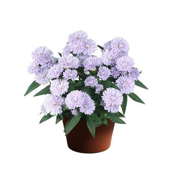 Aster novi-belgii Showmakers® Lilac Sunset