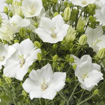 Campanula carpatica Pristar™ White