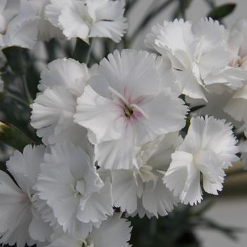 Dianthus plumarius 'Angel of Purity' PPAF