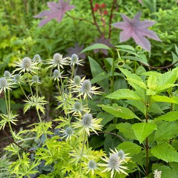 Eryngium x zabelli 'Neptune's Gold'