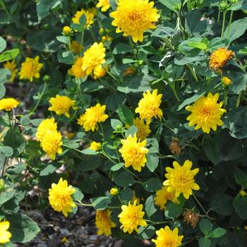 Helianthus x multiflorus 'Sunshine Daydream'