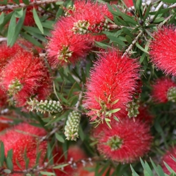 Callistemon citrinus