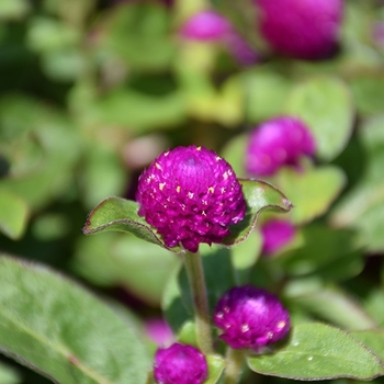 Gomphrena globosa 'Gnome Purple' 