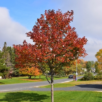 Acer rubrum 'Northwood™' 