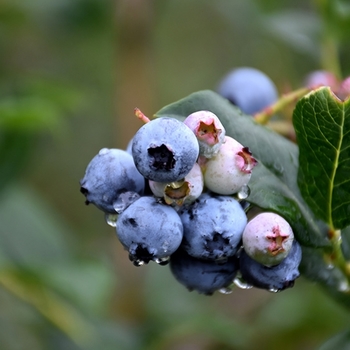 Vaccinium 'Chippewa' 