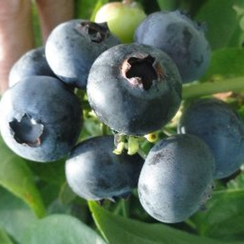 Vaccinium corymbosum 'Superior' 