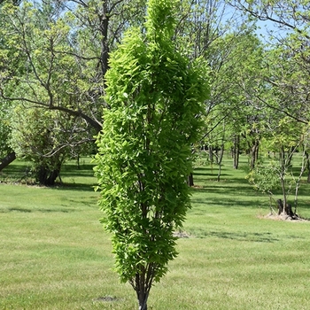 Celtis occidentalis 'JFS-KSU1' 