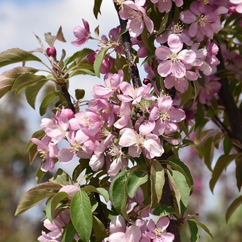 Malus x adstringens 'Emerald Spire' Jefgreen PP23863