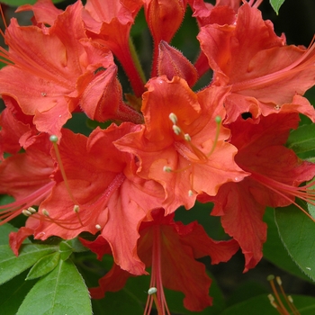 Rhododendron 'Fireball' 