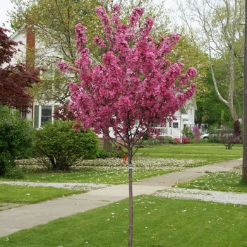 Malus 'Crimson Brilliant' 