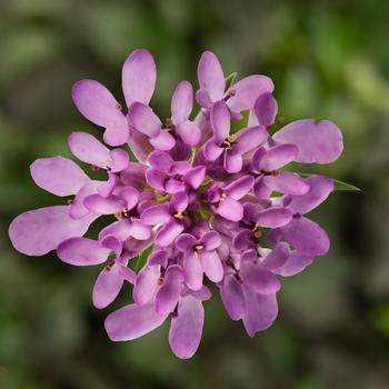 Iberis 'Mermaid Lavender' 