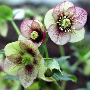 Helleborus orientalis Hygge™ 'Sven'