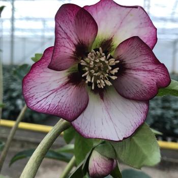 Helleborus orientalis Hygge™ 'Sven' (226353)