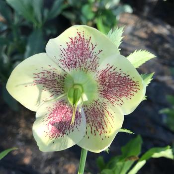 Helleborus orientalis 'Kristoff' 