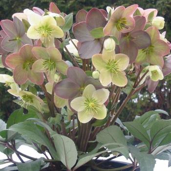 Helleborus x ericsmithii 'Candy Love' PP19413