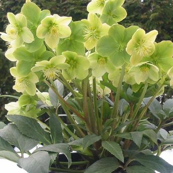 Helleborus niger 'Snow Love' PP19559