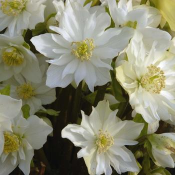 Helleborus niger 'Double Fashion' 