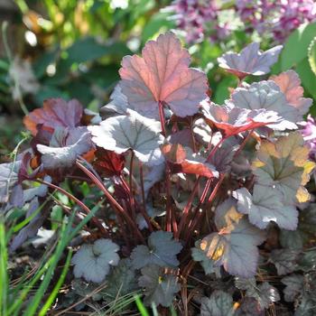 Heuchera 'Stainless Steel'