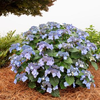 Hydrangea macrophylla 'Pop Star®'