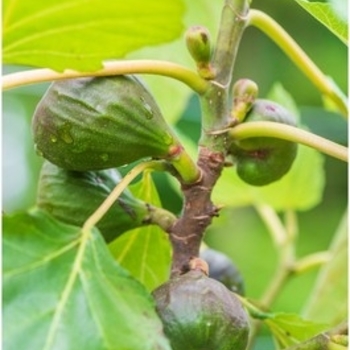 Ficus carica 'Violette De Bordeaux' 