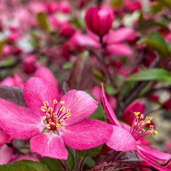 Malus 'Royal Rain Drops' 