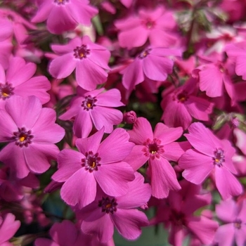 Phlox subulata 'Spring Hot Pink' 