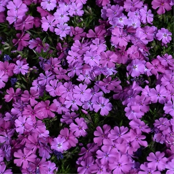 Phlox subulata 'Purple' 