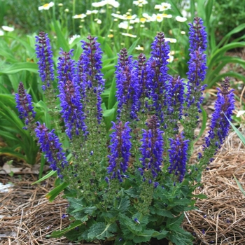 Salvia 'DSALRS203' PP26520