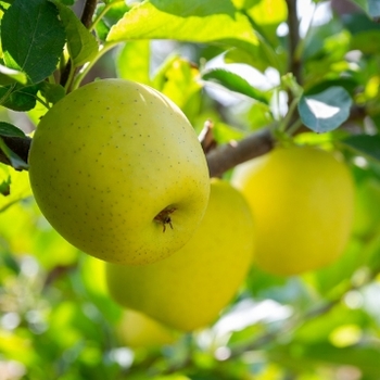 Malus domestica 'Ein Shemer' 