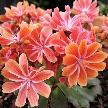 Lewisia cotyledon 'Sunset Strain' 