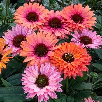 Echinacea 'Rainbow' 