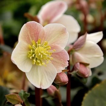 Helleborus 'COSEH 700' PP21003