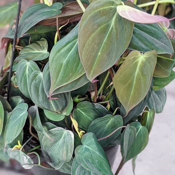 Philodendron hederaceum var. hederaceum 'Micans' 
