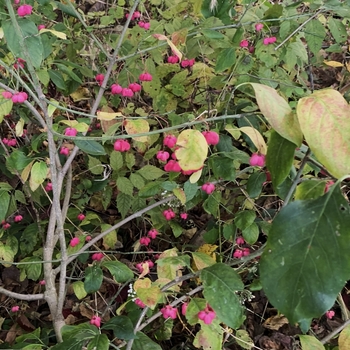 Euonymus atropurpureus