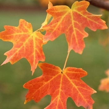 Acer grandidentatum 'Rocky Mountain Glow®' 