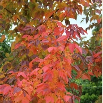 Acer negundo 'Sensation' 