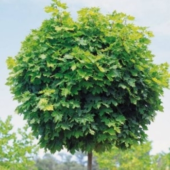 Acer platanoides 'Globosum' 