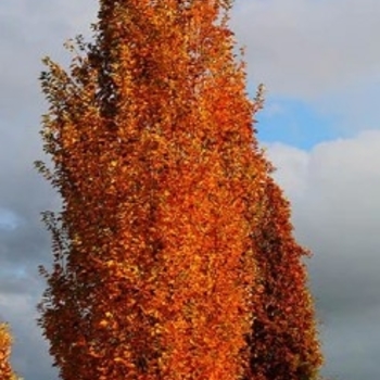 Acer rubrum 'JFS-KW78' PP25301
