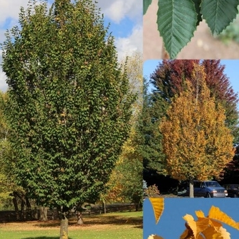 Carpinus betulus 'JFS-KW1CB' PP22814