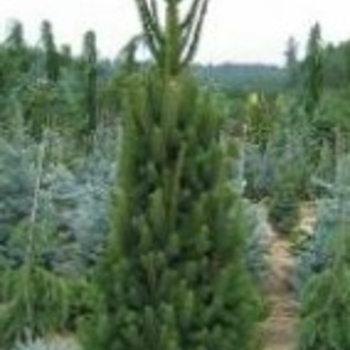 Picea glauca 'Montrose Spire' 