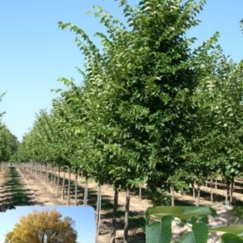 Ulmus americana 'JFS-Prince II' 