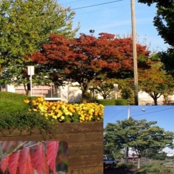 Zelkova serrata 'Schmidtlow' 