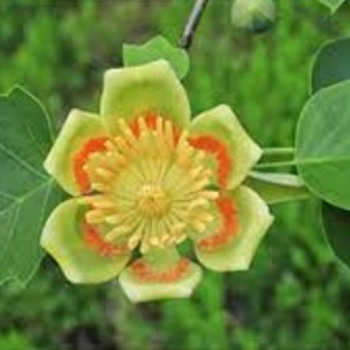 Liriodendron tulipifera 'Ardis' 