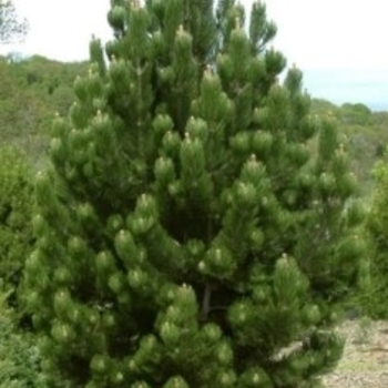 Pinus heldreichii (leucodermis) 'Satellite' 