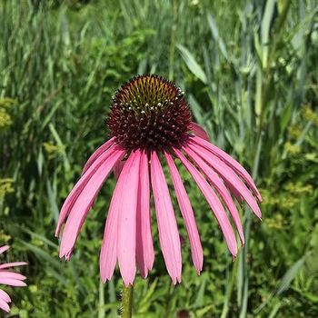 Echinacea pallida