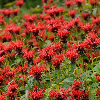 Monarda 'Jacob Cline' 