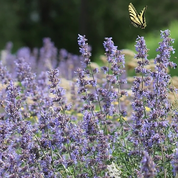 Nepeta 'Multiple Varieties' 